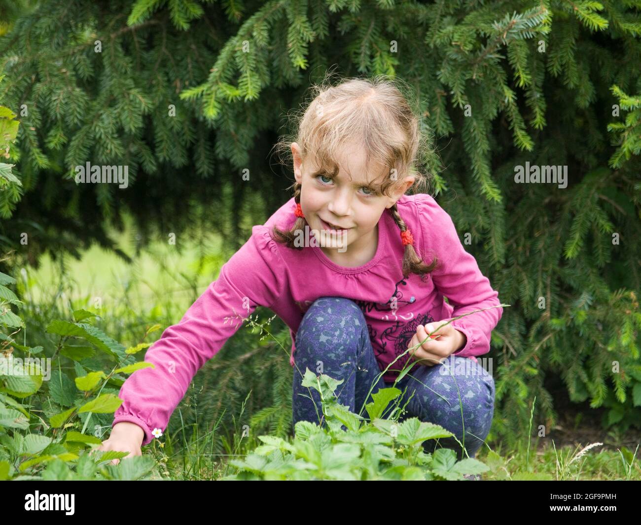 Young girl picking strawberries in the garden Stock Photo - Alamy