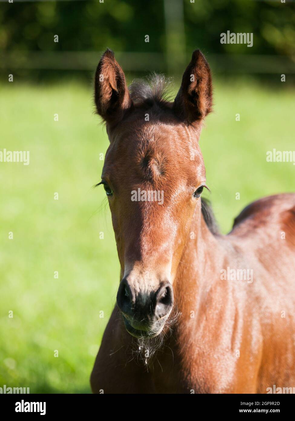 One day old foal portrait Stock Photo