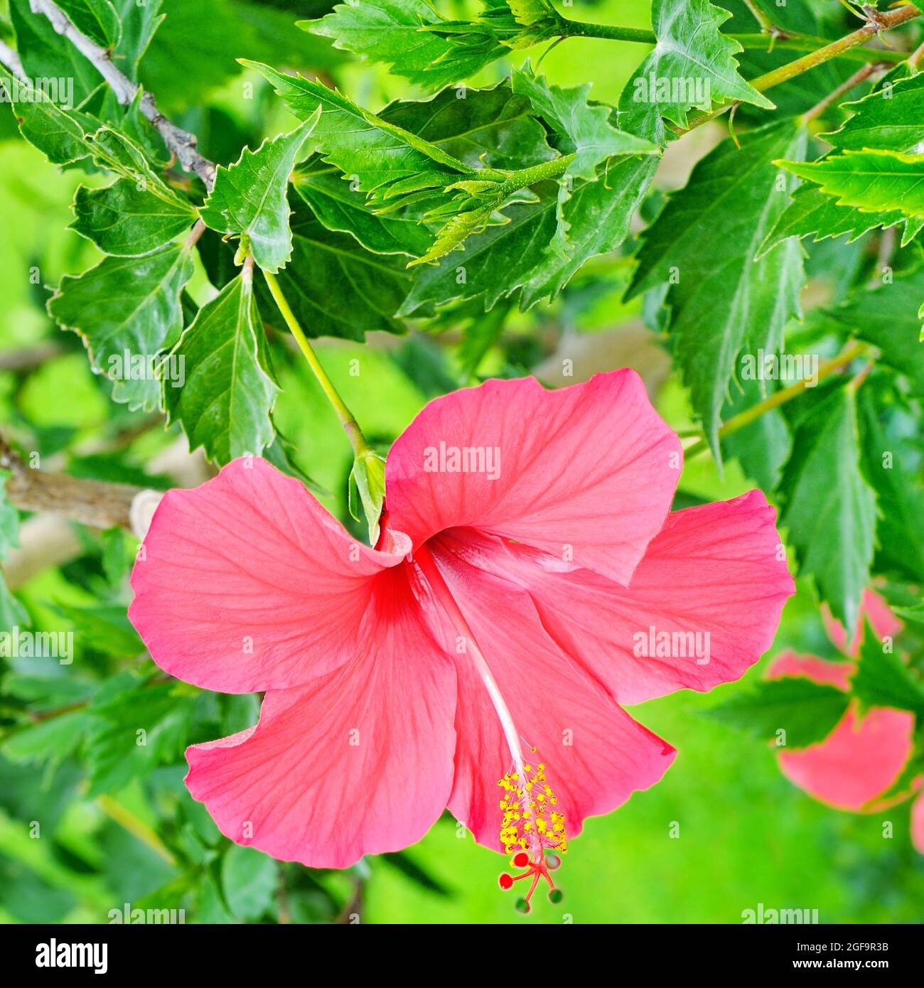 Red hibiscus flower on a green background. In the tropical garden Stock ...