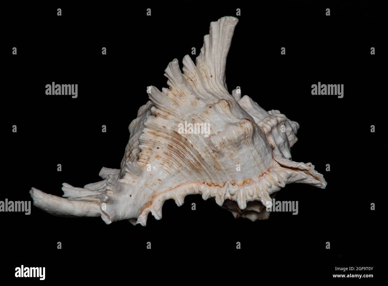 Why Do You Hear the Ocean In A Seashell Stock Photo Alamy