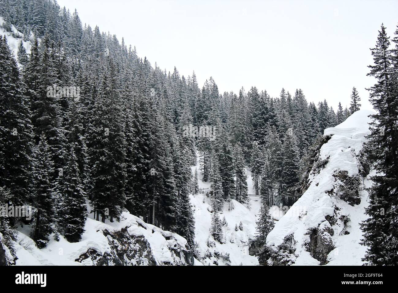 Winter Pine Forest at the Mountains with Snow Stock Photo - Alamy
