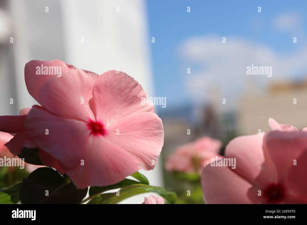 Summerwallpapers hi-res stock photography and images - Alamy