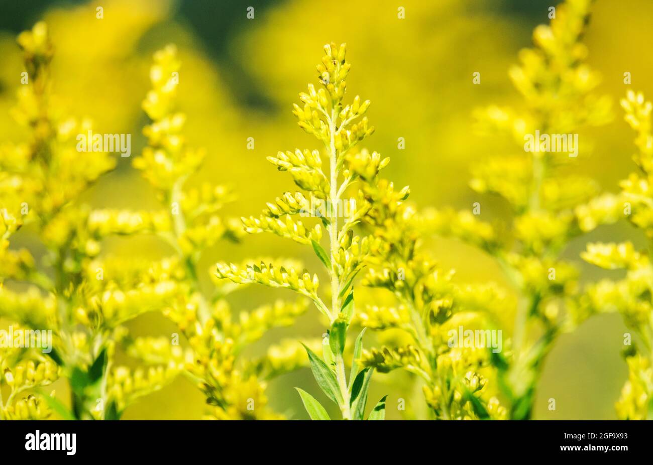A field of golden rod on the verge of blooming. Stock Photo