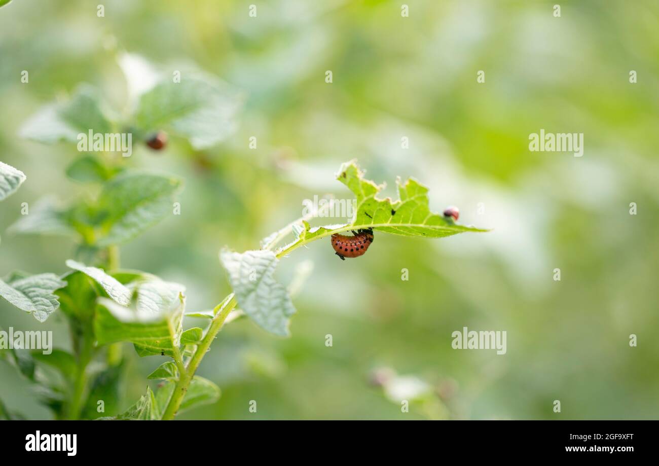 Colarada beetles eat growing potatoes Stock Photo - Alamy