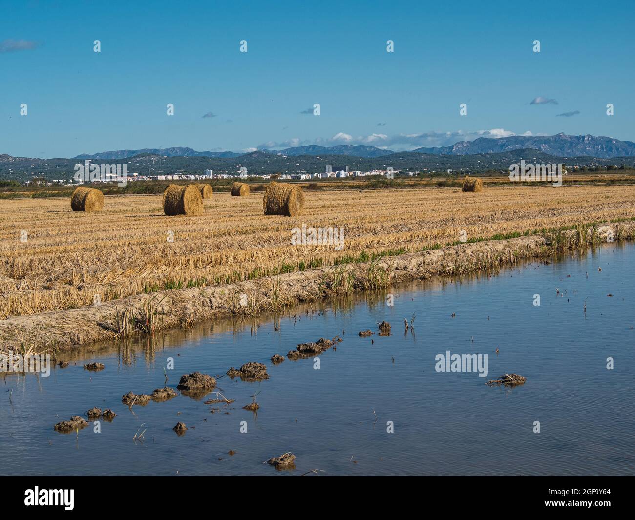 Spain Rice Fields rice field in rainy season during harvest. Tarragona, Spain Stock Photo ...