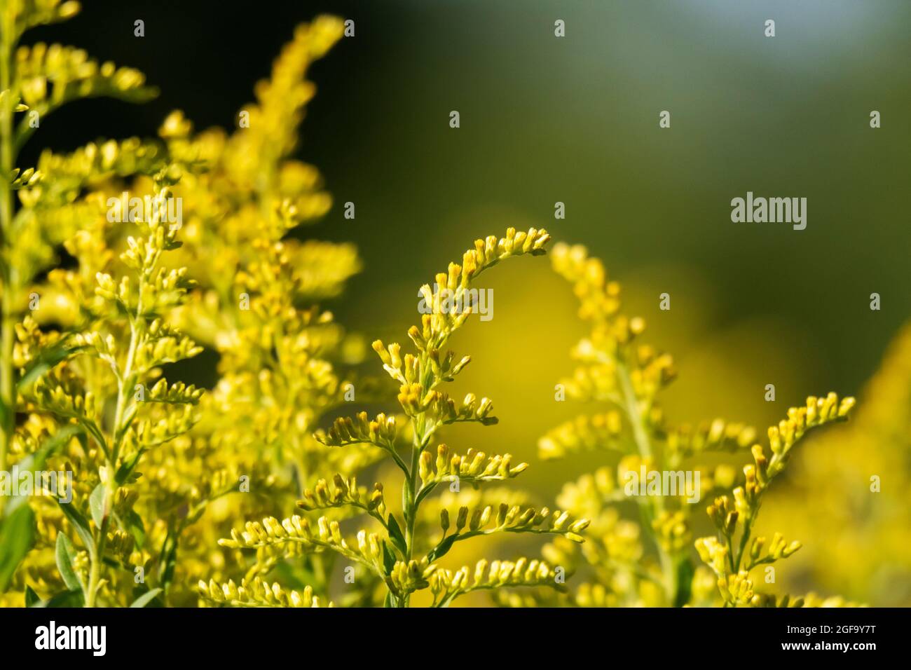 Close up view of the tips of golden rod fading into a darker background. Stock Photo