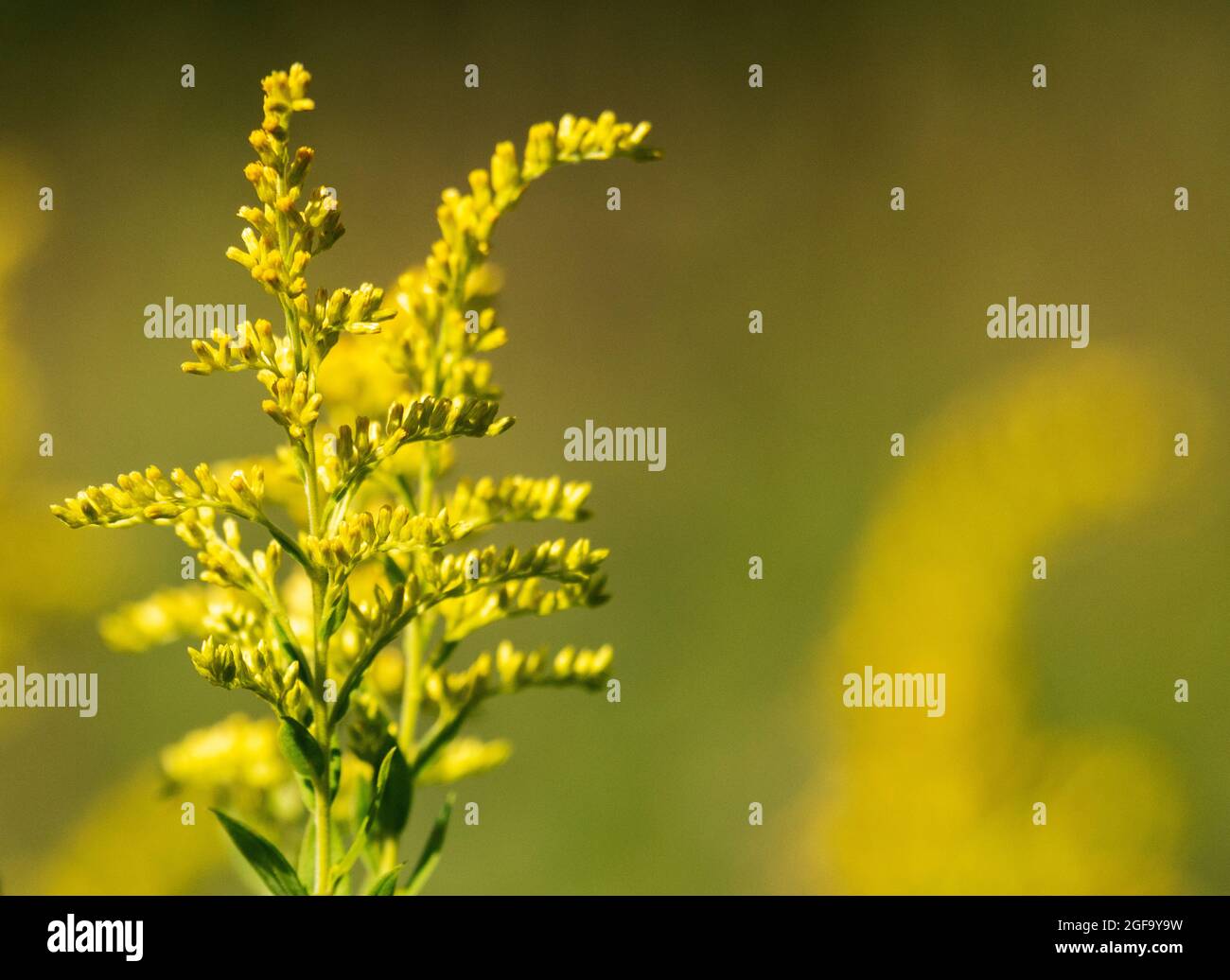 A close up view of Golden Rod budding out.  Copy space to the right. Stock Photo