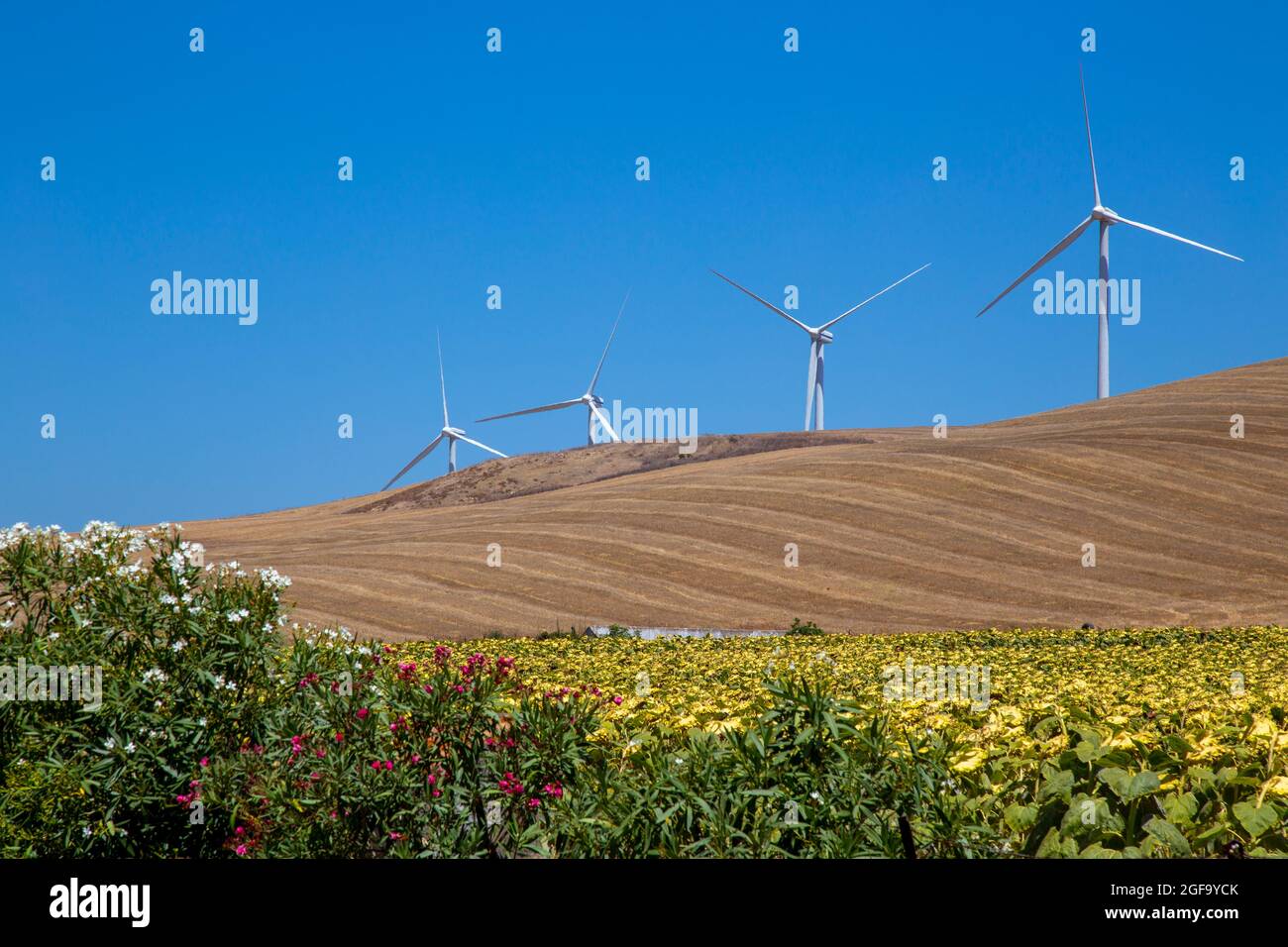 Windmills to create renewable energy in agricultural fields Stock Photo