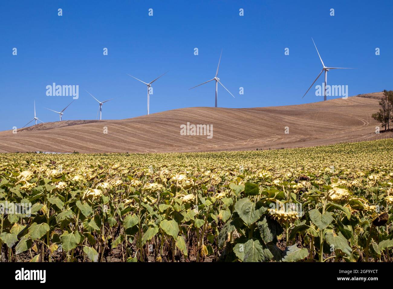 Windmills to create renewable energy in agricultural fields Stock Photo