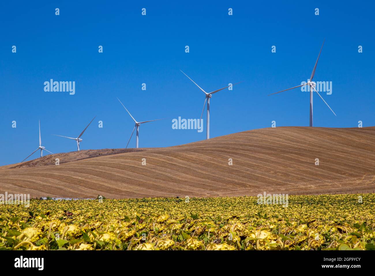 Windmills to create renewable energy in agricultural fields Stock Photo