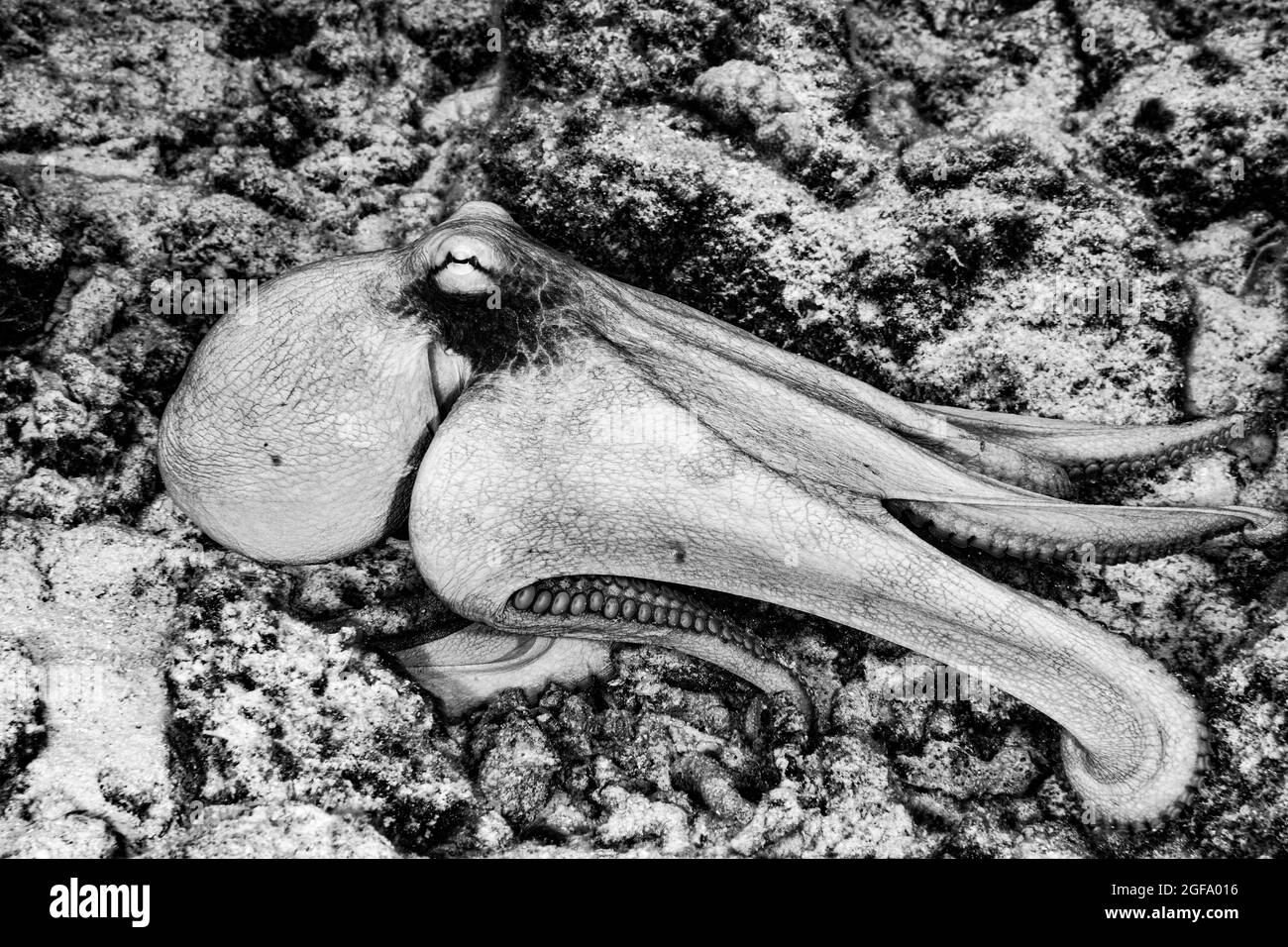 Black and white picture of octopus and its camouflage Stock Photo