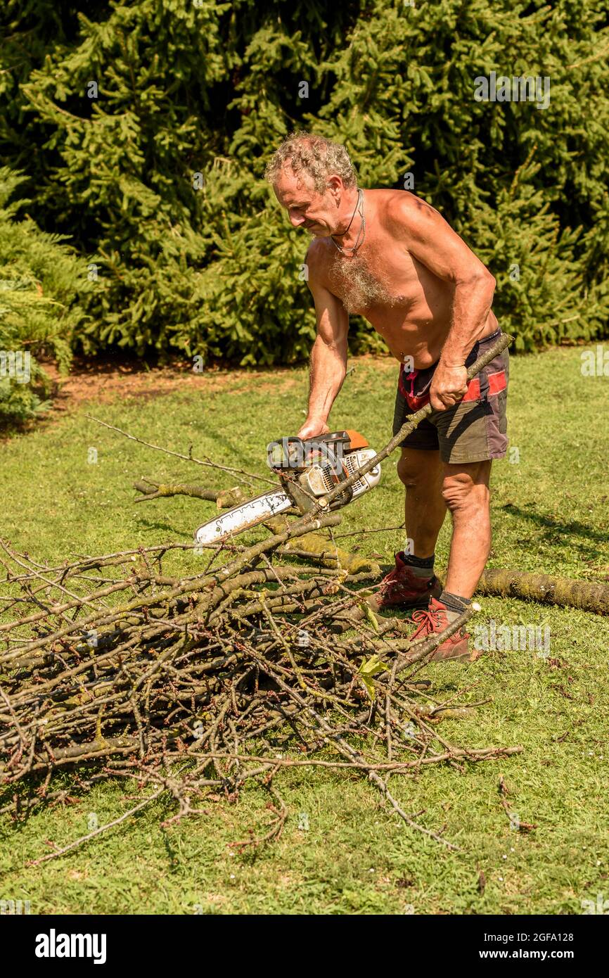 Professional Gardener cuts out fruit tree with chainsaw, autumn garden maintenance. Stock Photo