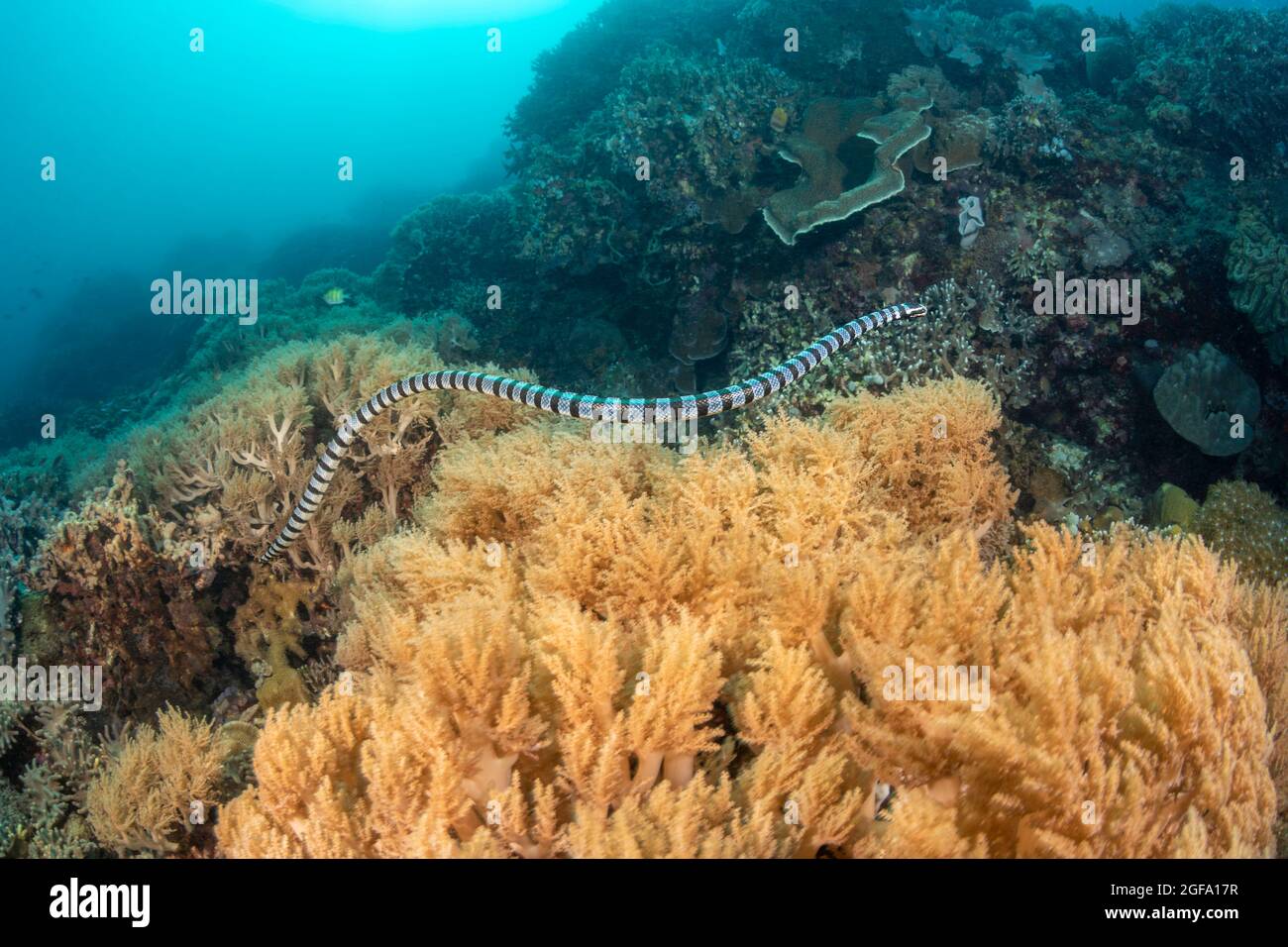 Venomous banded yellowlip sea snake, Laticauda colubrina, also known as a sea krait, Philippines. Stock Photo