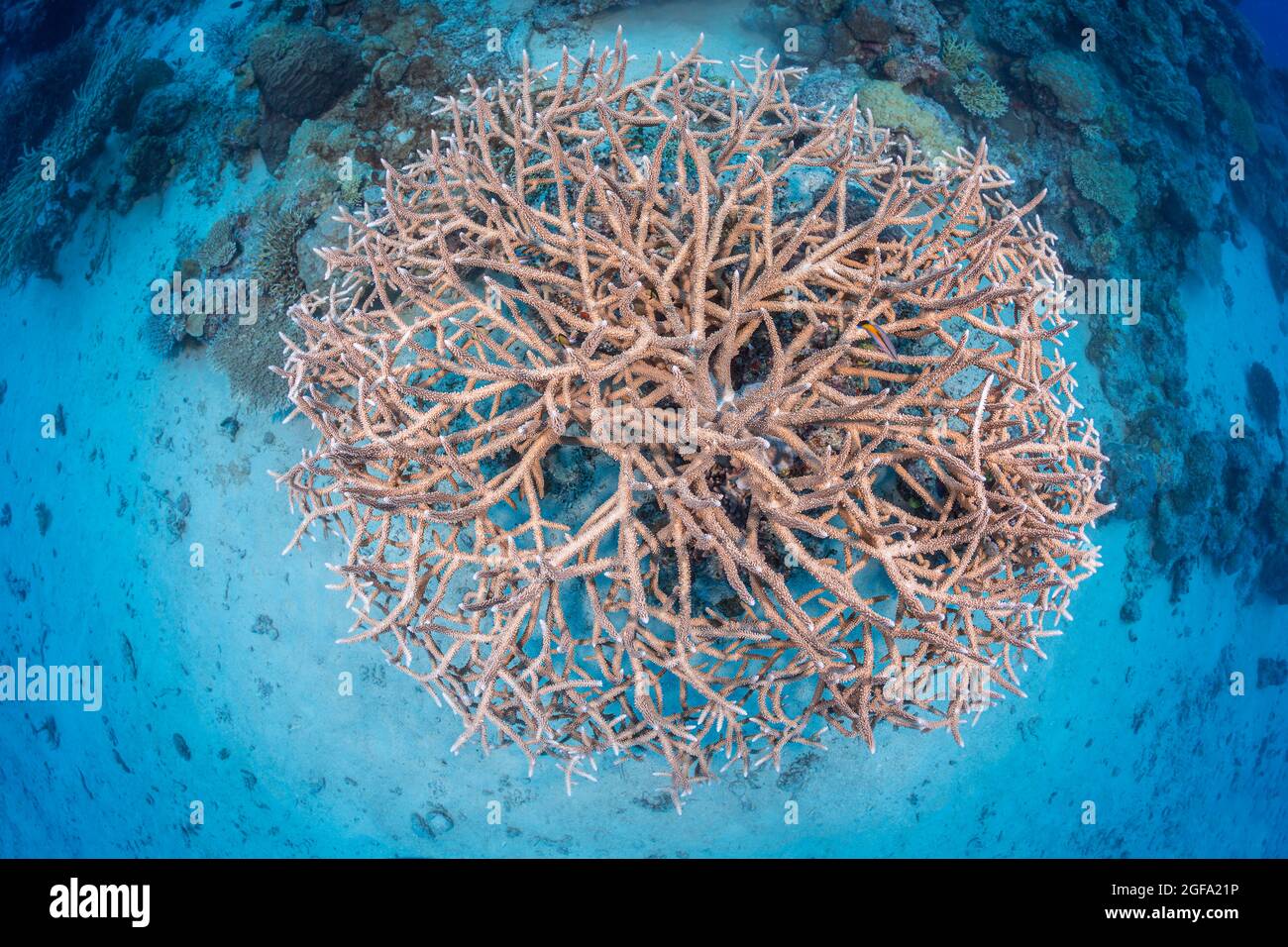 A view looking straight down on a colony of delicate stony coral, Acropora acuminata, Fiji. Stock Photo
