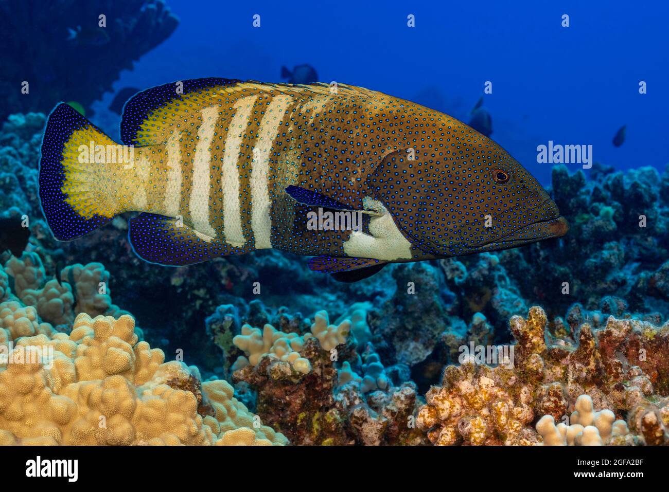 The peacock grouper, Cephalopholis argus, is one of several species that were introduced to the Hawaiian Islands as a prospective food source.  Maui, Stock Photo