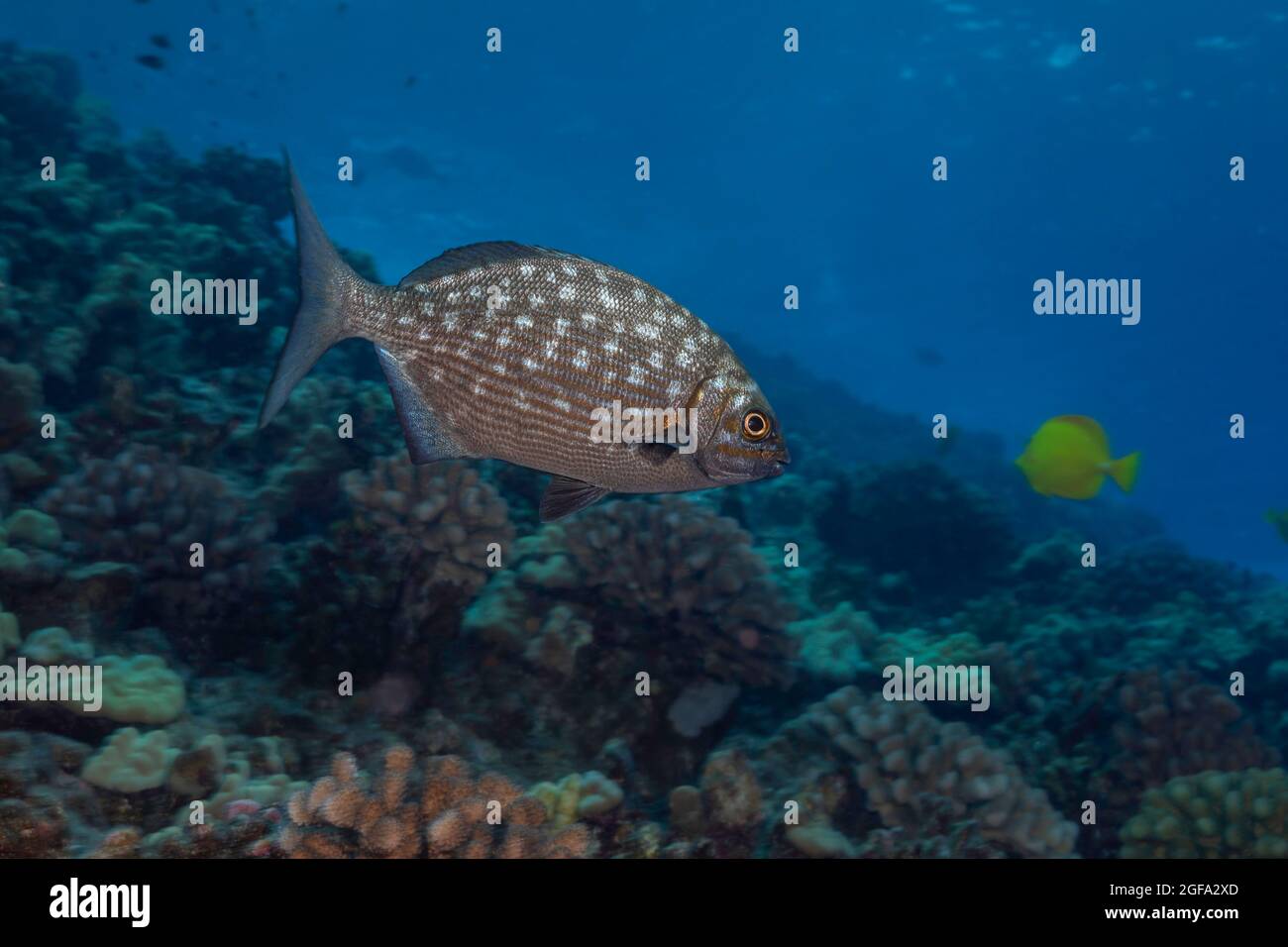 This spotted color pattern for the brassy chub, Kyphosus vaigiensis, is often visible when they are feeding, Hawaii. Stock Photo