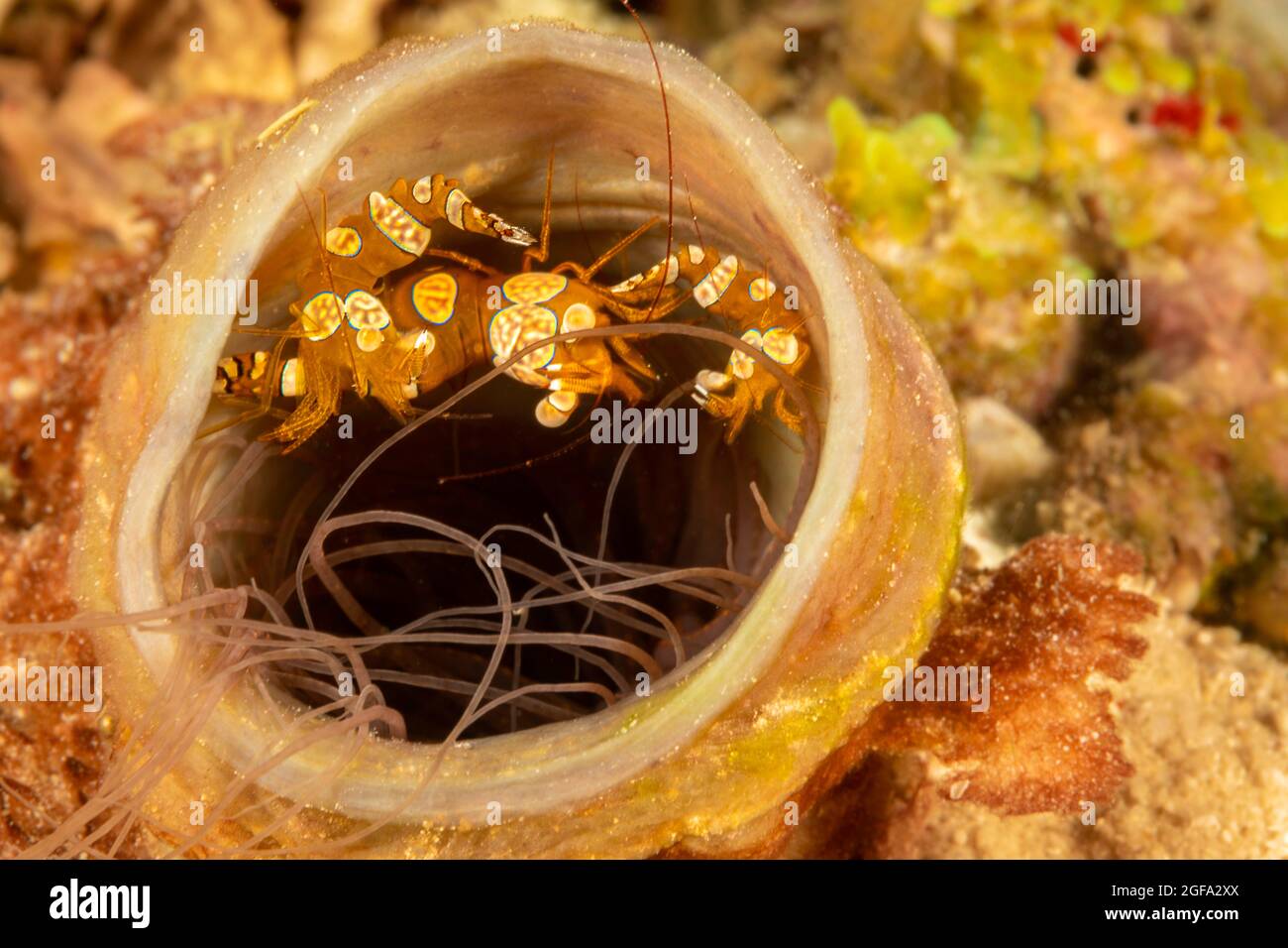 These three squat anemone shrimp, Thor amboinensis, normally live at the base of this tube anemone which has retreated down it self made chimney, Phil Stock Photo