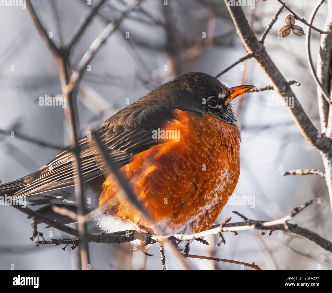 Perched Robin with a kiss of snow Stock Photo