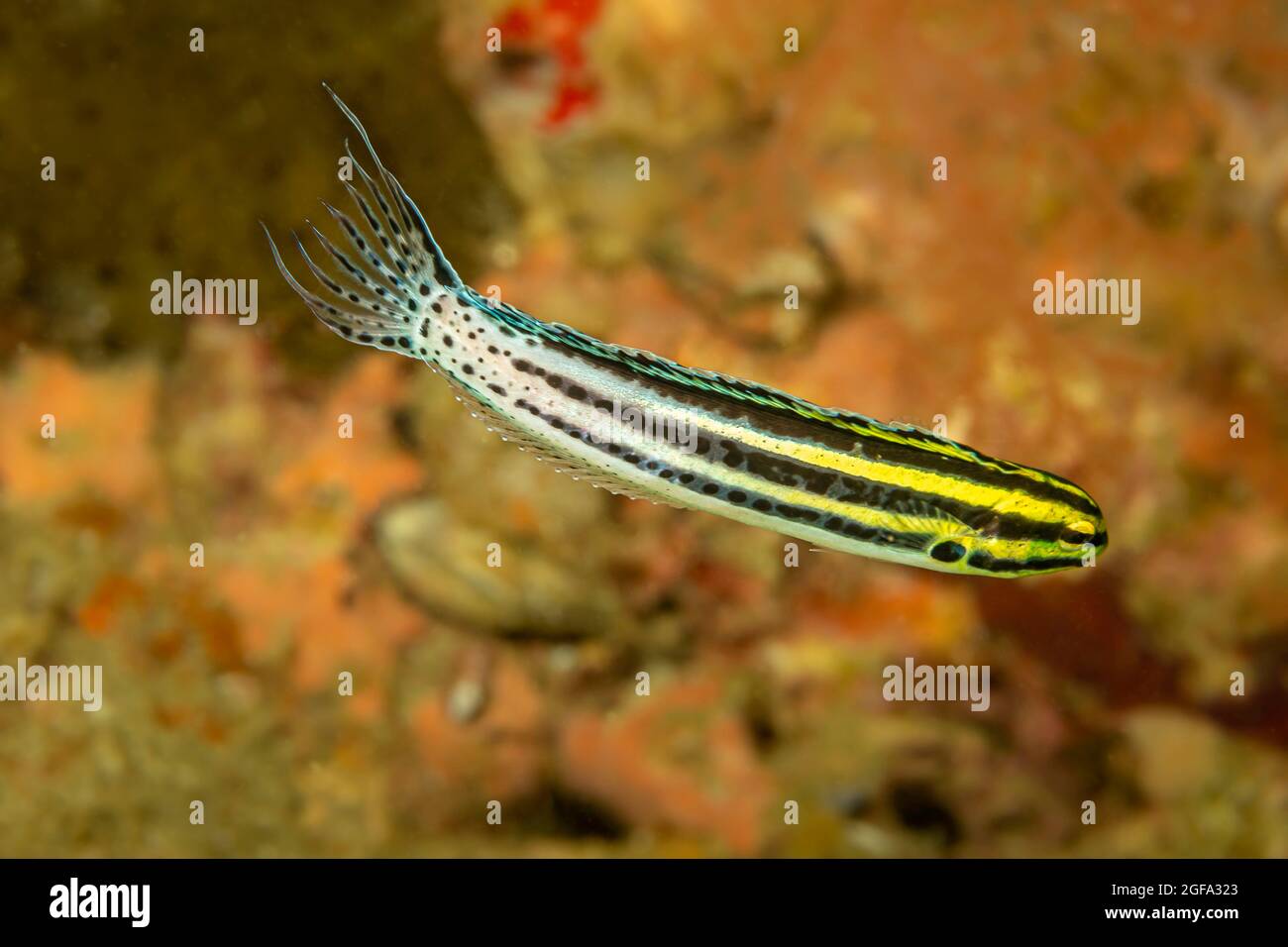 The striped poison-fang blenny, Meiacanthus grammistes, have large canines associated with venom glands that serve as defense weapons. Unlike most ven Stock Photo