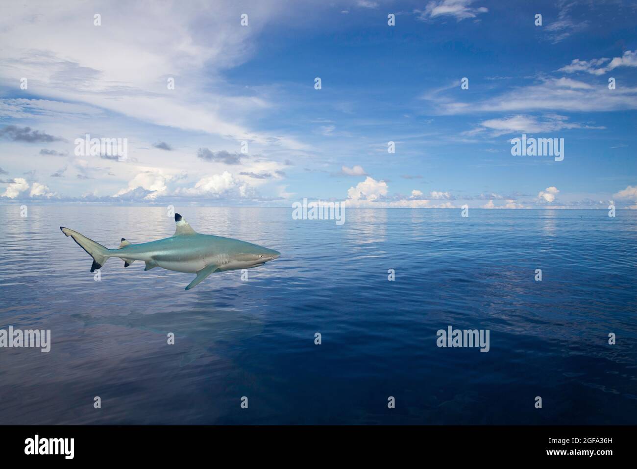 A blacktip reef shark, Carcharhinus melanopterus, digital illustration picturing the animal defying gravity off the island of Yap, Micronesia where bo Stock Photo