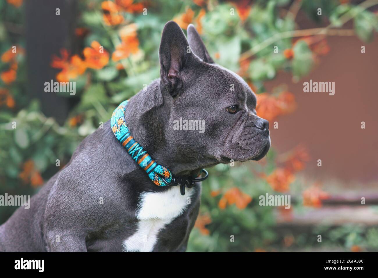 What Is The Healthiest Bulldog Breed