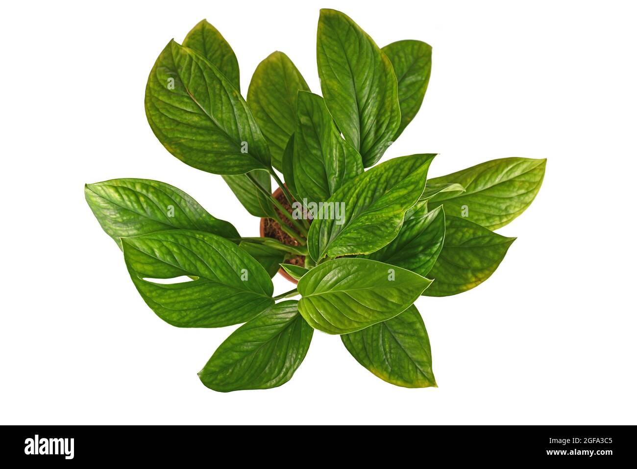 Juvenile tropical 'Monstera Pinnatipartita' houseplant with young leaves without fenestration isolated on white background Stock Photo