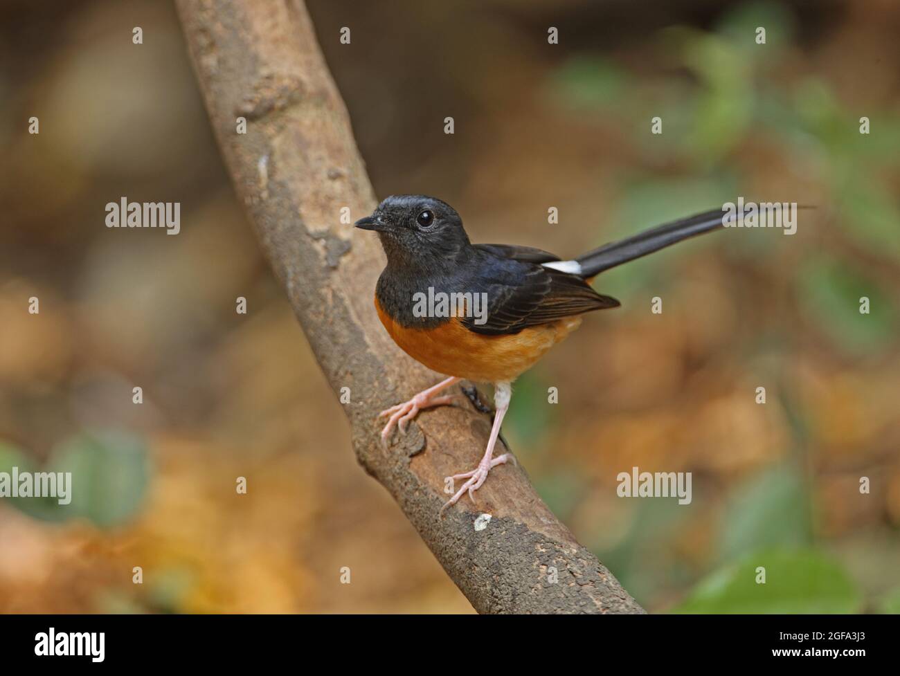 Shama bird hi-res stock photography and images - Alamy