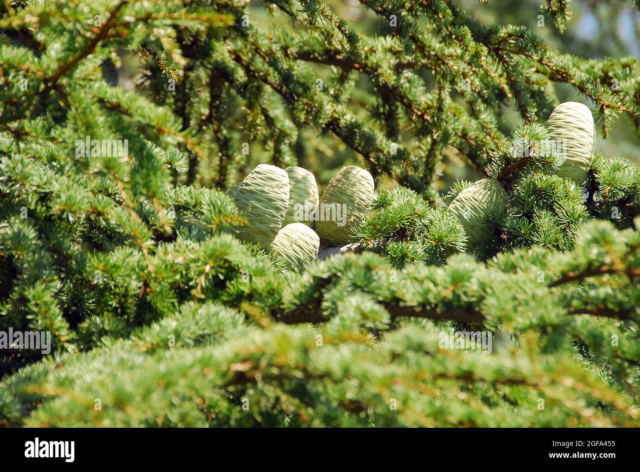 Cyprus cedar, Zypern-Zeder, Cedrus brevifolia, ciprusi cédrus Stock Photo