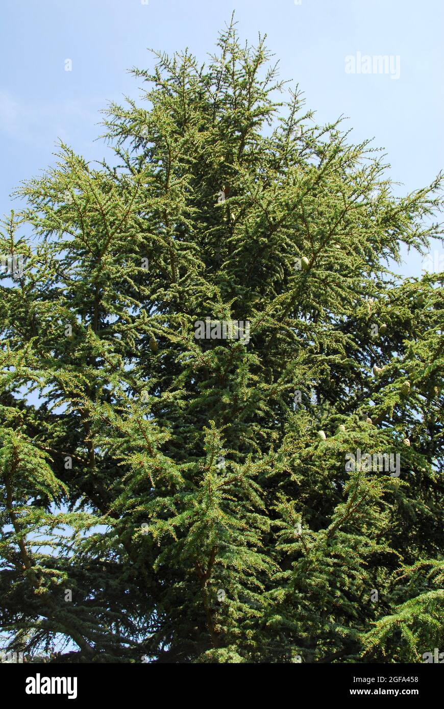 Cyprus cedar, Zypern-Zeder, Cedrus brevifolia, ciprusi cédrus Stock Photo