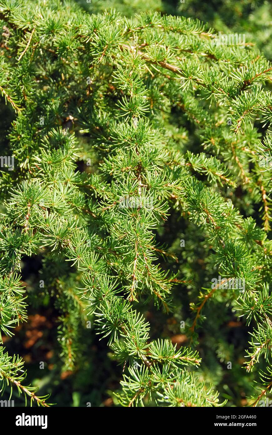 Cyprus cedar, Zypern-Zeder, Cedrus brevifolia, ciprusi cédrus Stock Photo