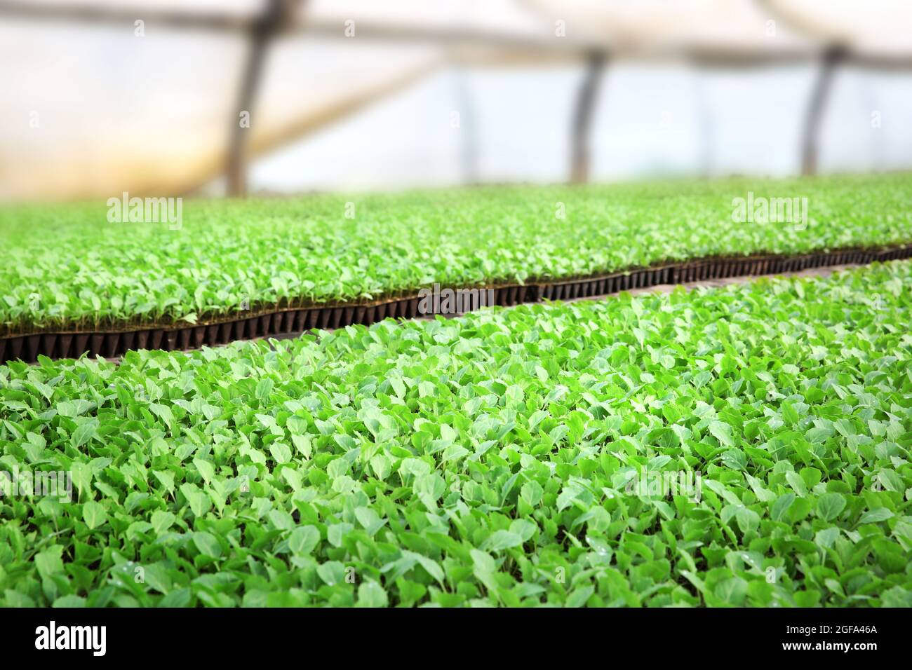 Young cabbage seedlings growing Stock Photo Alamy