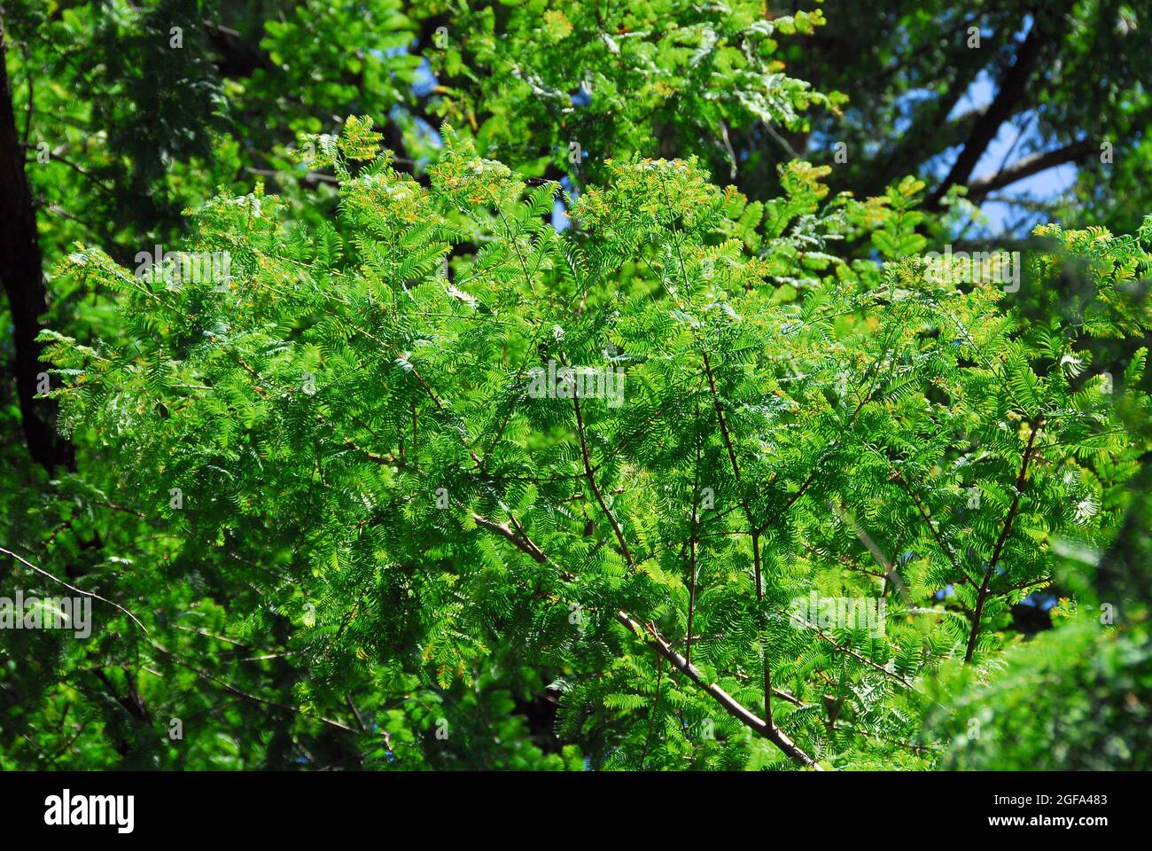 dawn redwood, Urweltmammutbaum, Metasequoia glyptostroboides, kínai mamutfenyő, Endangered Stock Photo