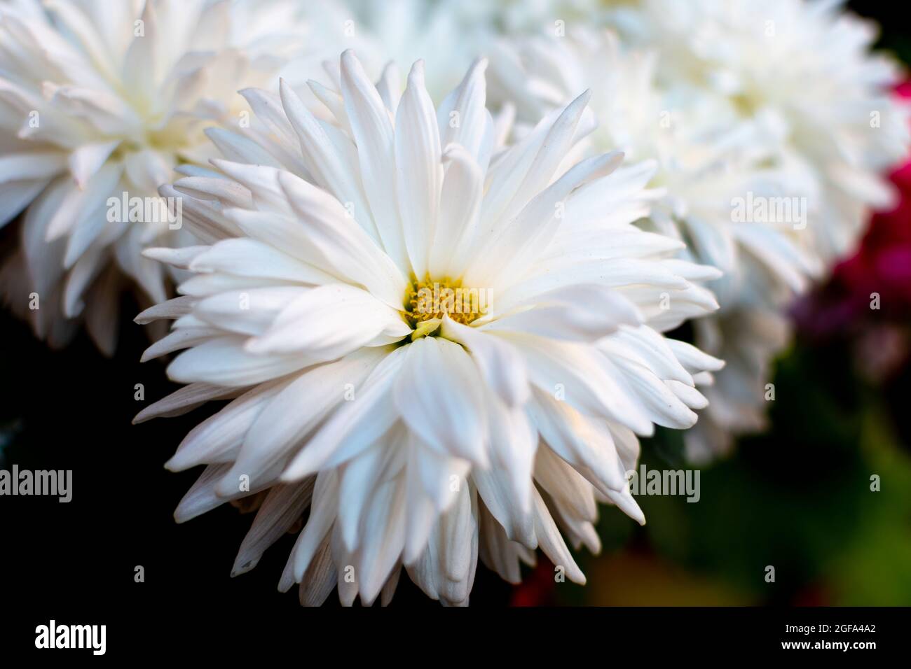 Closeup shot of white china aster flowers Stock Photo