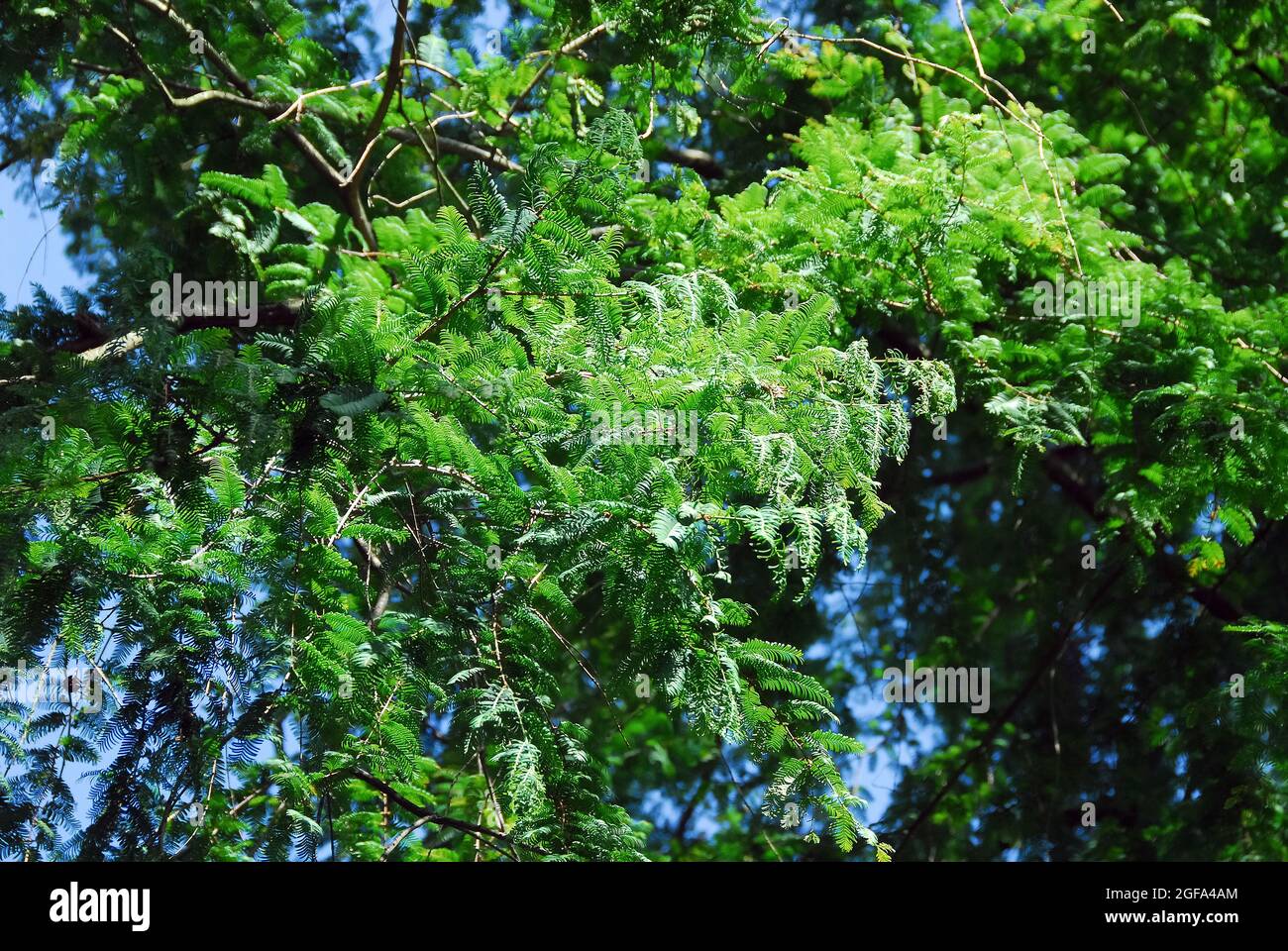 dawn redwood, Urweltmammutbaum, Metasequoia glyptostroboides, kínai mamutfenyő, Endangered Stock Photo