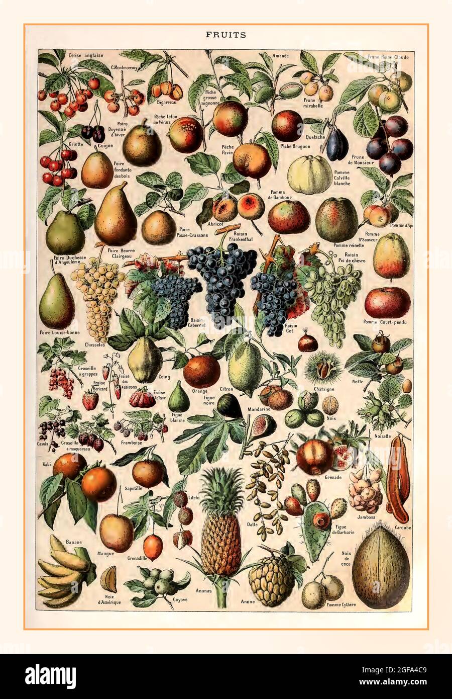 FRUIT ILLUSTRATION Vintage Larousse Fruits Lithograph illustration 1898 wide variety of fruits and vegetables by Adolphe Millot  Nouveau Larousse Illustree. Stock Photo