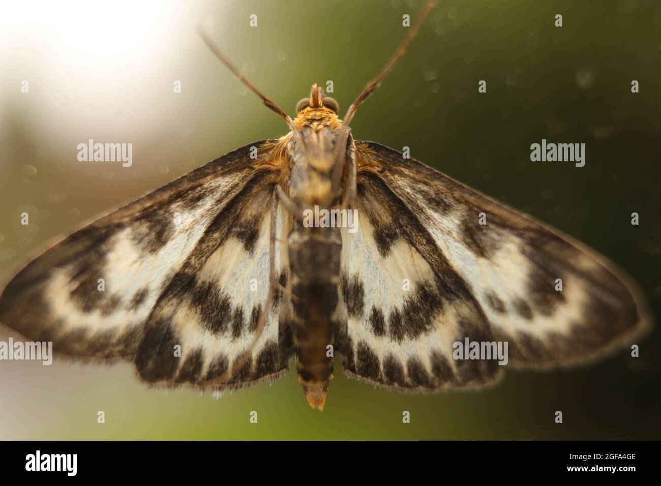 Moth - extremely detailed macro close up Stock Photo
