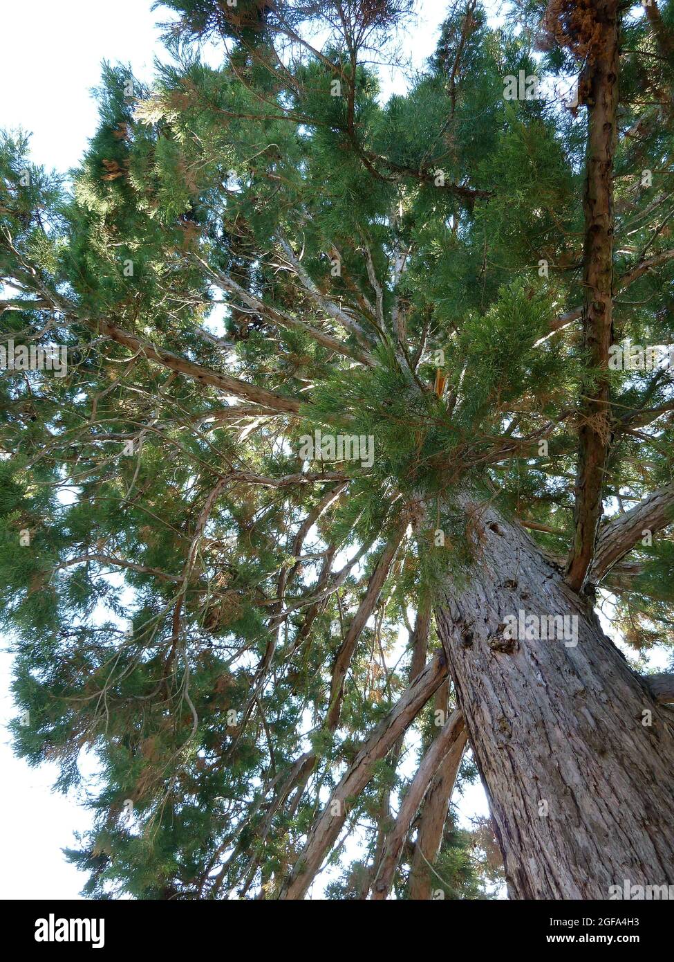 giant sequoia, Riesenmammutbaum, Sequoiadendron giganteum, óriás ...