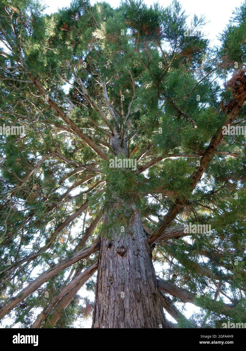 giant sequoia, Riesenmammutbaum, Sequoiadendron giganteum, óriás ...
