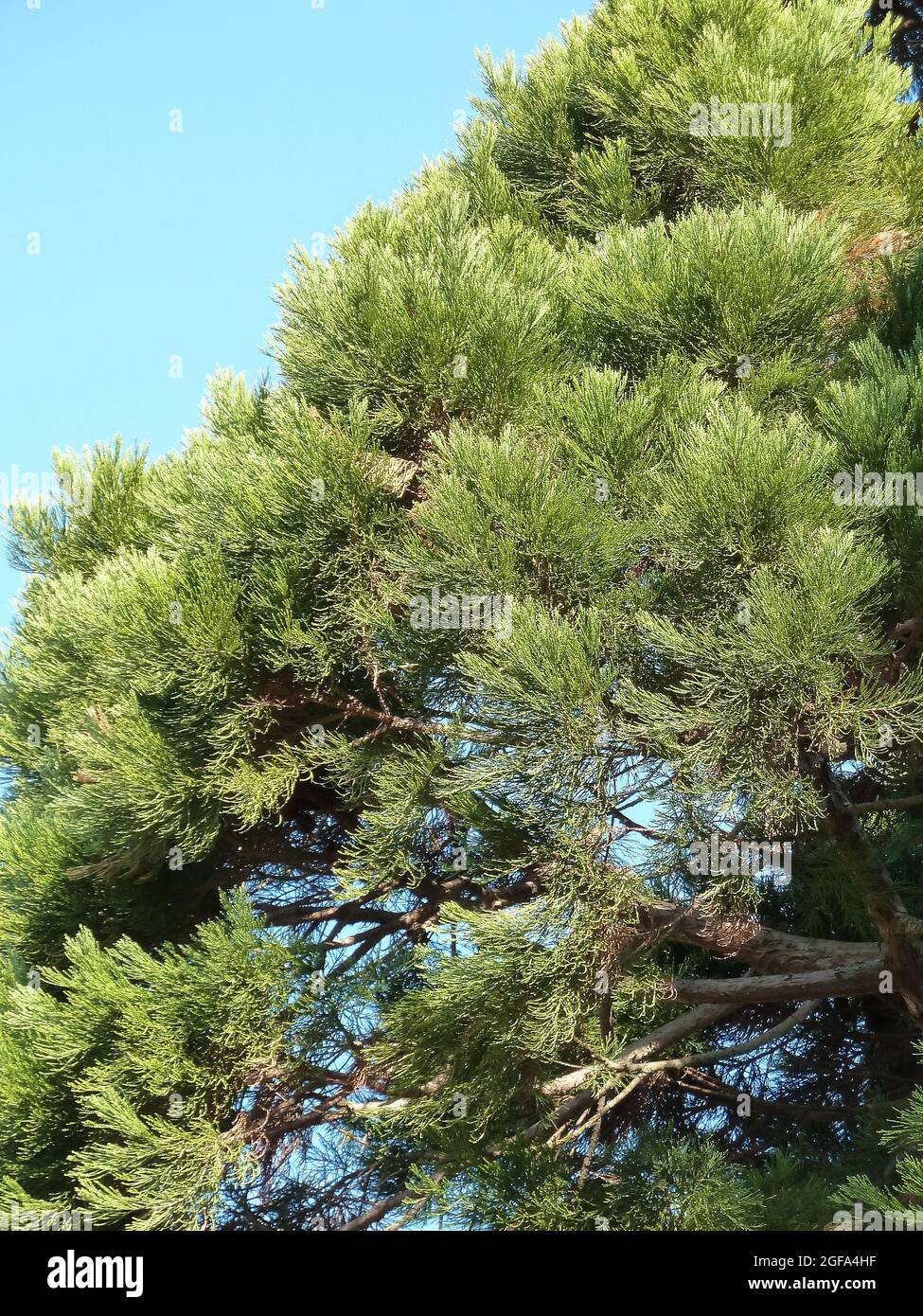 giant sequoia, Riesenmammutbaum, Sequoiadendron giganteum, óriás ...