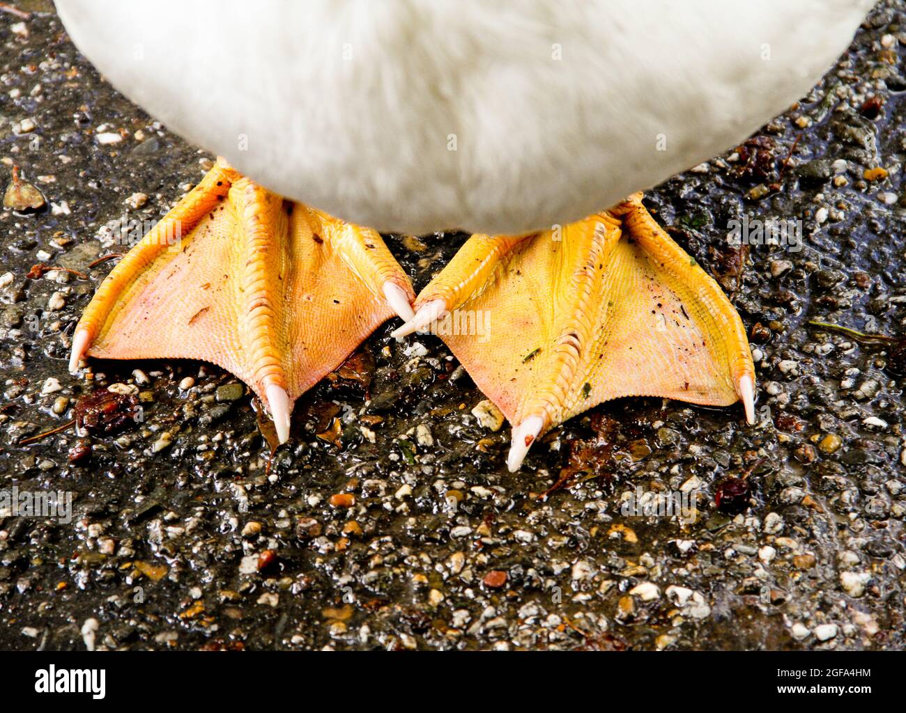 Duck feet hires stock photography and images Alamy