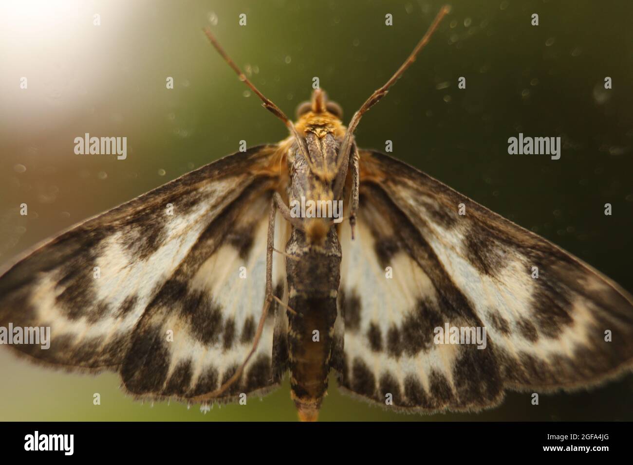 Moth - extremely detailed macro close up Stock Photo