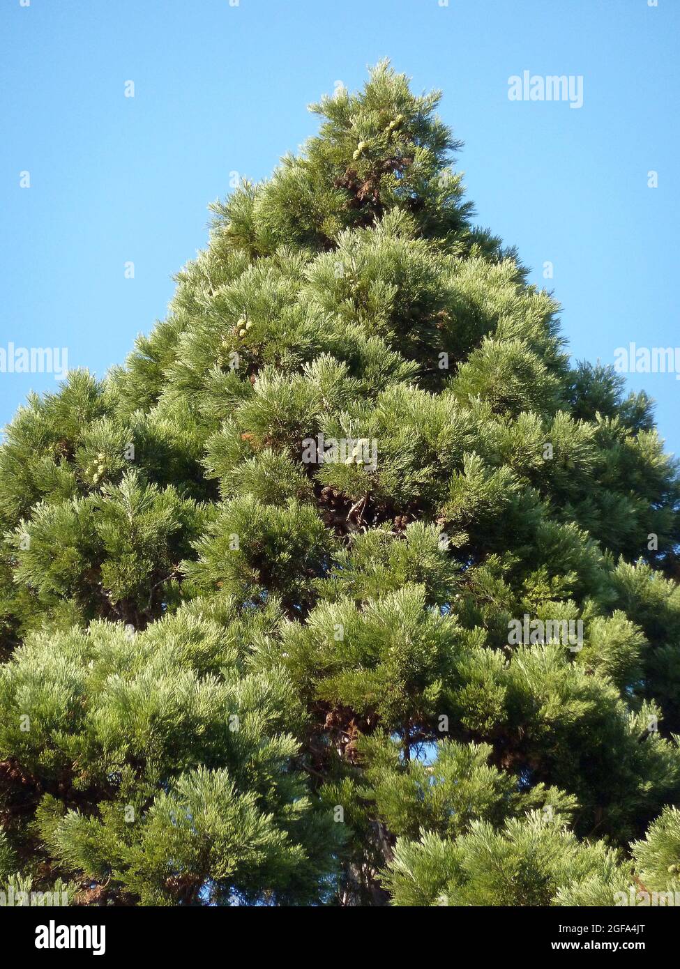giant sequoia, Riesenmammutbaum, Sequoiadendron giganteum, óriás ...