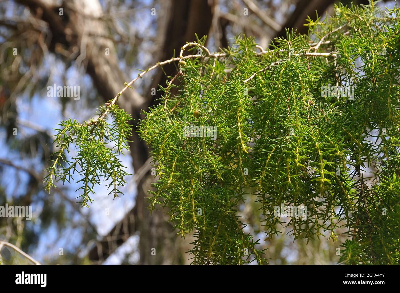 Canary Islands juniper, Zedern-Wacholder, Juniperus cedrus, Kanári-cédrus, Endangered, Tenerife, Canary Islands, Spain Stock Photo
