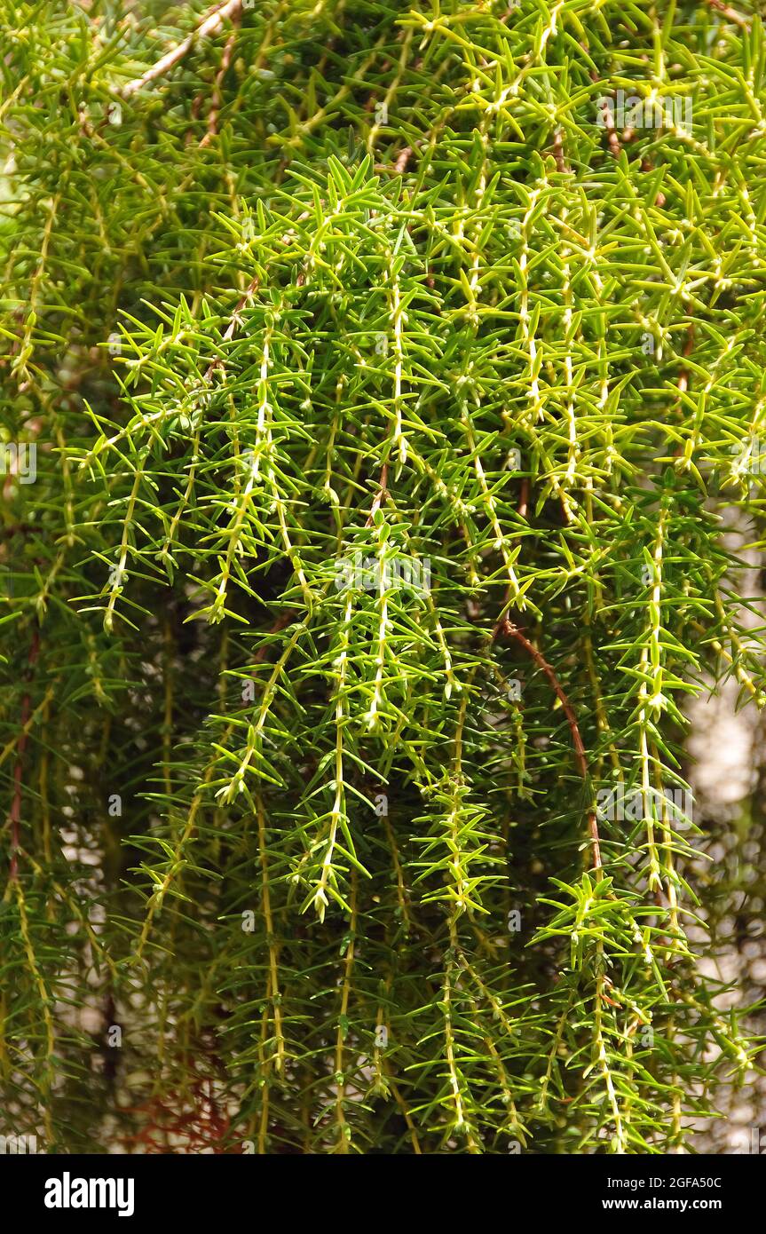 Canary Islands juniper, Zedern-Wacholder, Juniperus cedrus, Kanári-cédrus, Endangered, Tenerife, Canary Islands, Spain Stock Photo