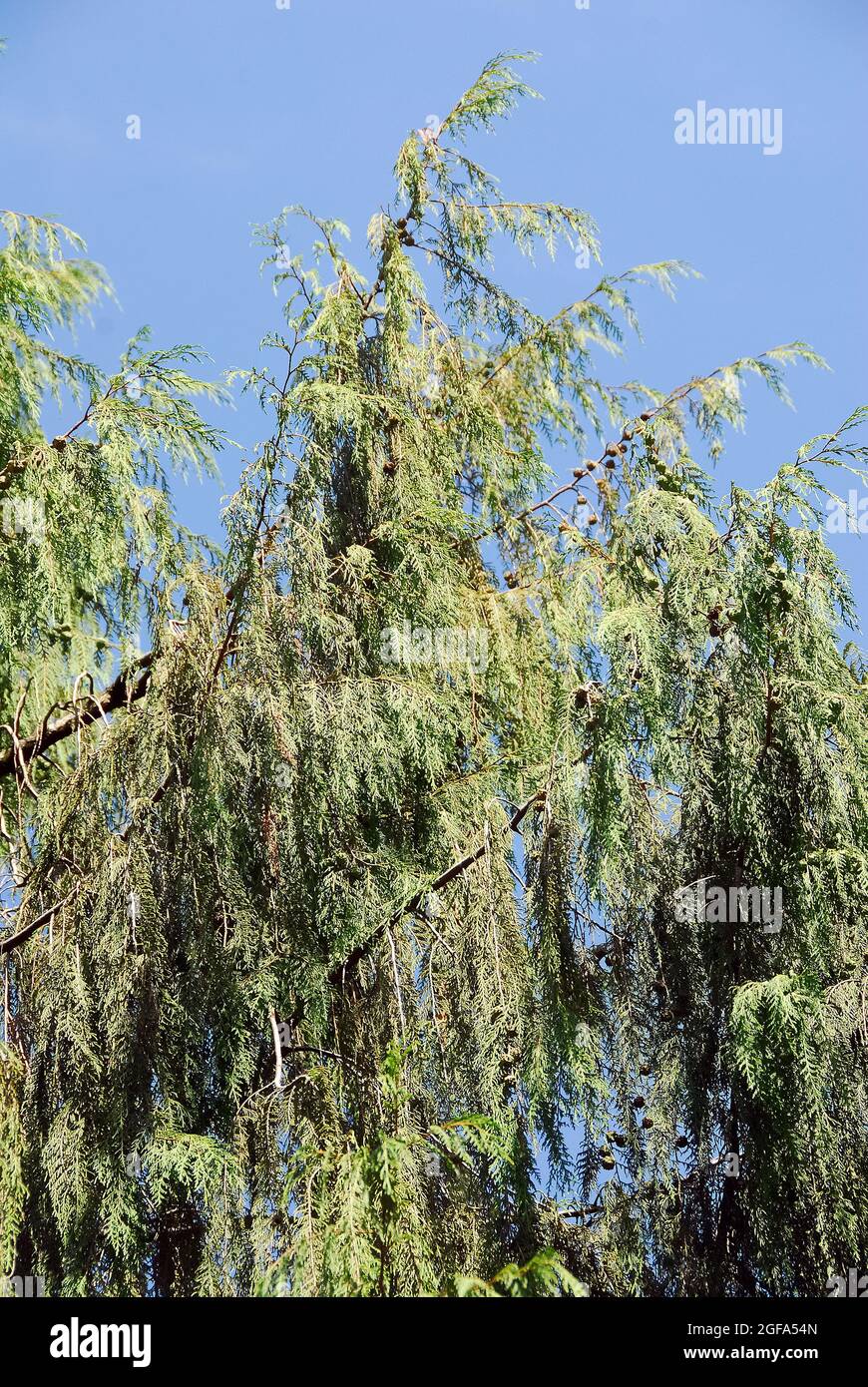 Chinese weeping cypress, Tränen-Zypresse, Chamaecyparis funebris, nyugat-kínai szomorú ciprus Stock Photo