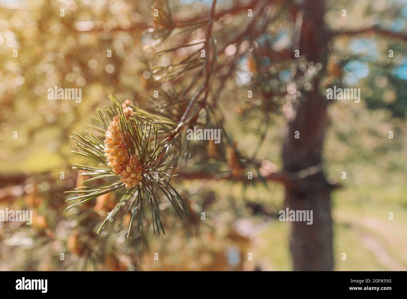 Black pine forest pinus nigra hi-res stock photography and images - Alamy