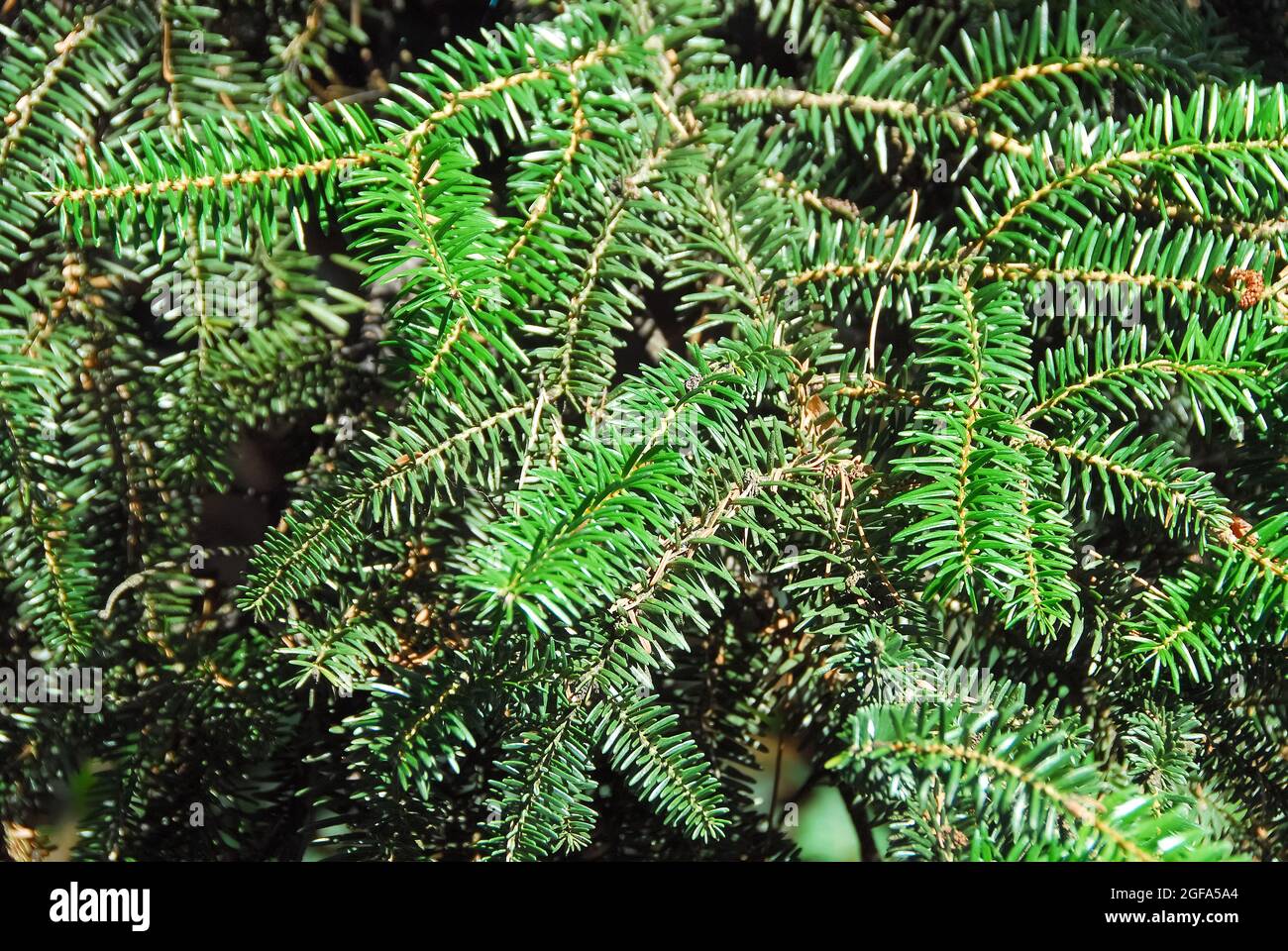 European silver fir or silver fir, Weiß-Tanne, Abies alba, Abies pardei gaussen, jegenyefenyő Stock Photo