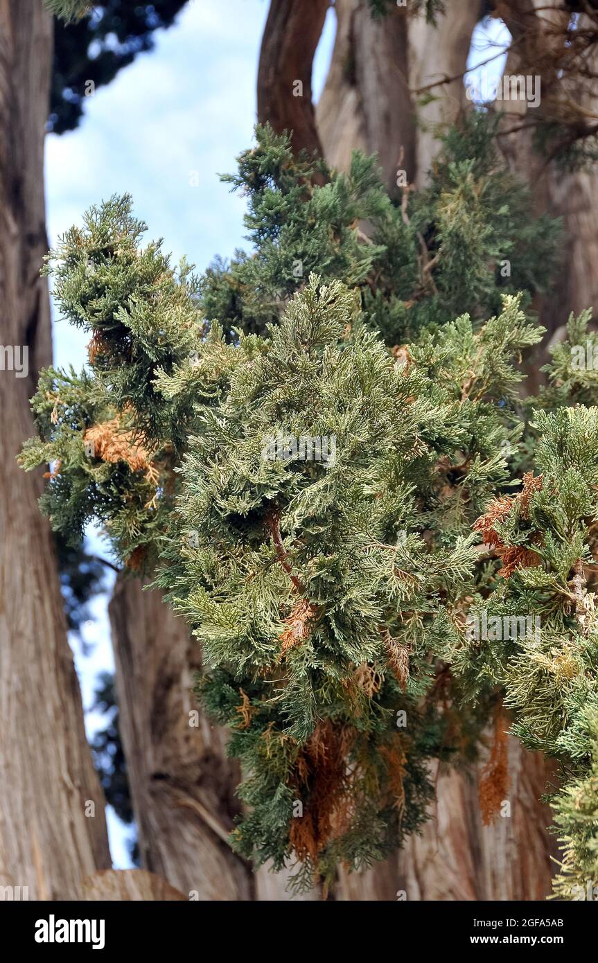 Mexican cypress, Zypres, Cupressus benthamii, mexikói ciprus Stock Photo