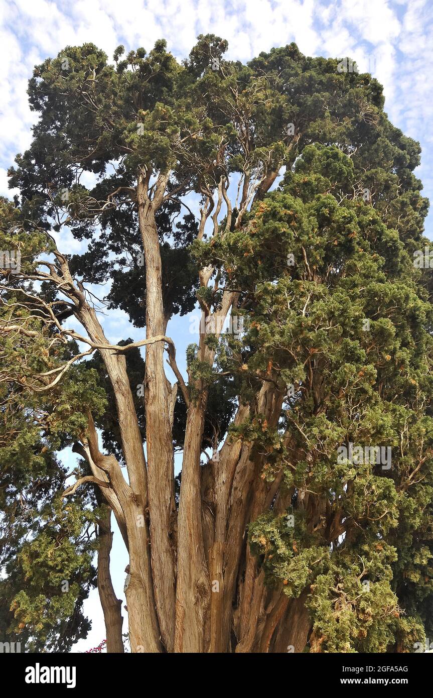 Mexican cypress, Zypres, Cupressus benthamii, mexikói ciprus Stock Photo
