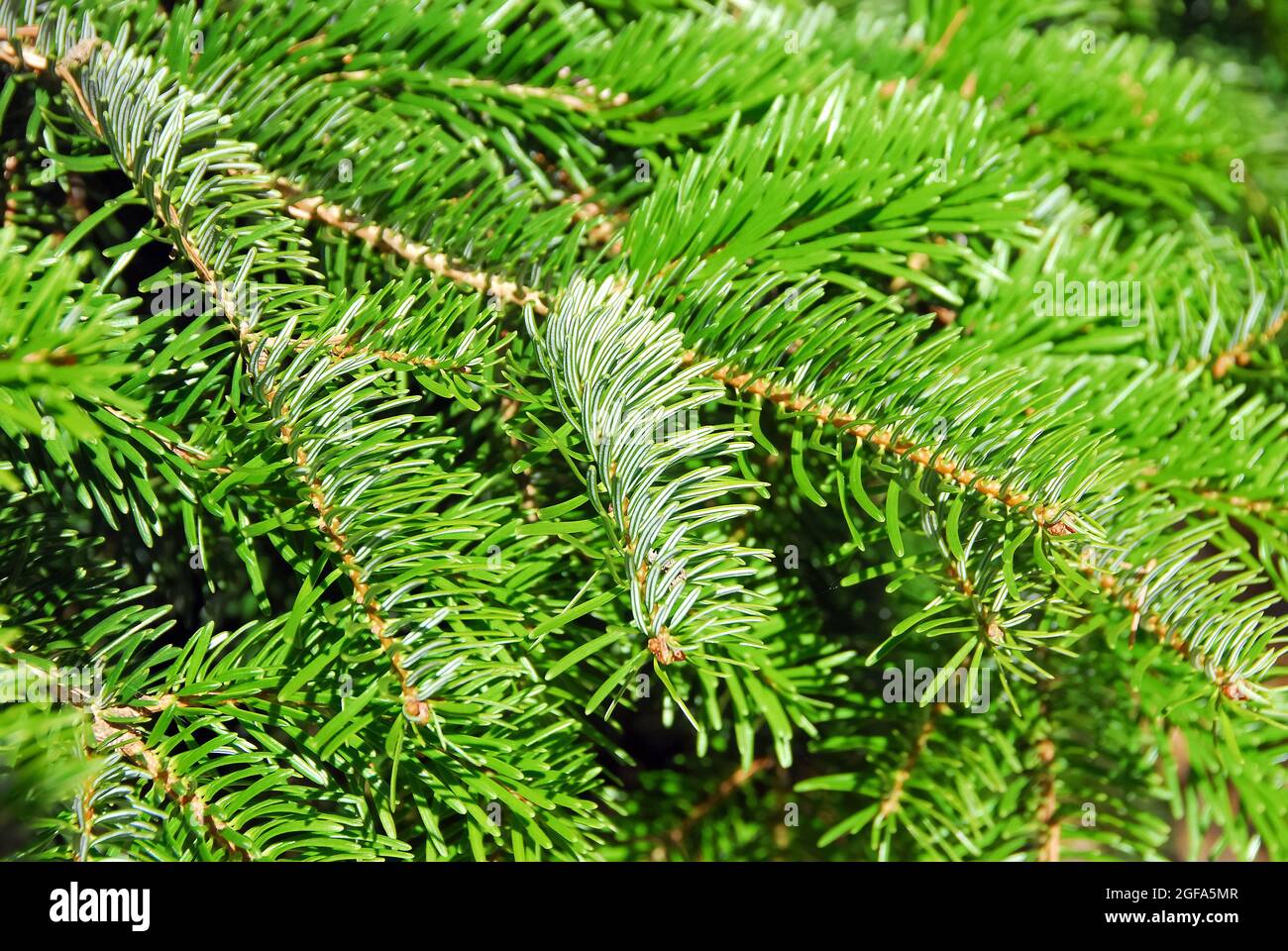 Algerian fir, Numidische Tanne, Algier-Tanne, Abies numidica, algériai jegenyefenyő, Critically Endangered Stock Photo